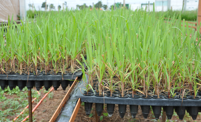 Benefícios das Estufas para Mudas de Cana (MPB)