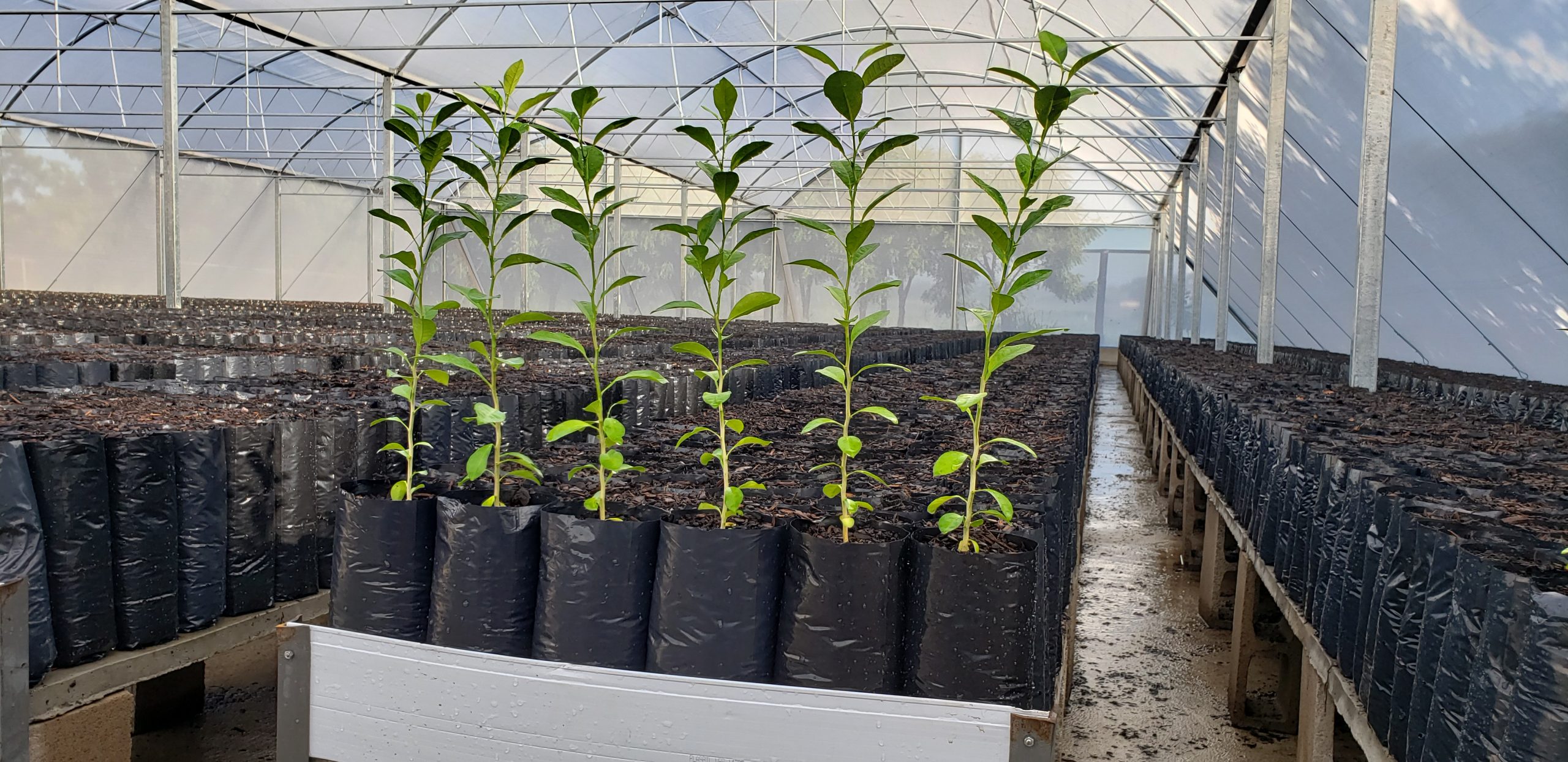 Estufas para Produção de Mudas de Citrus