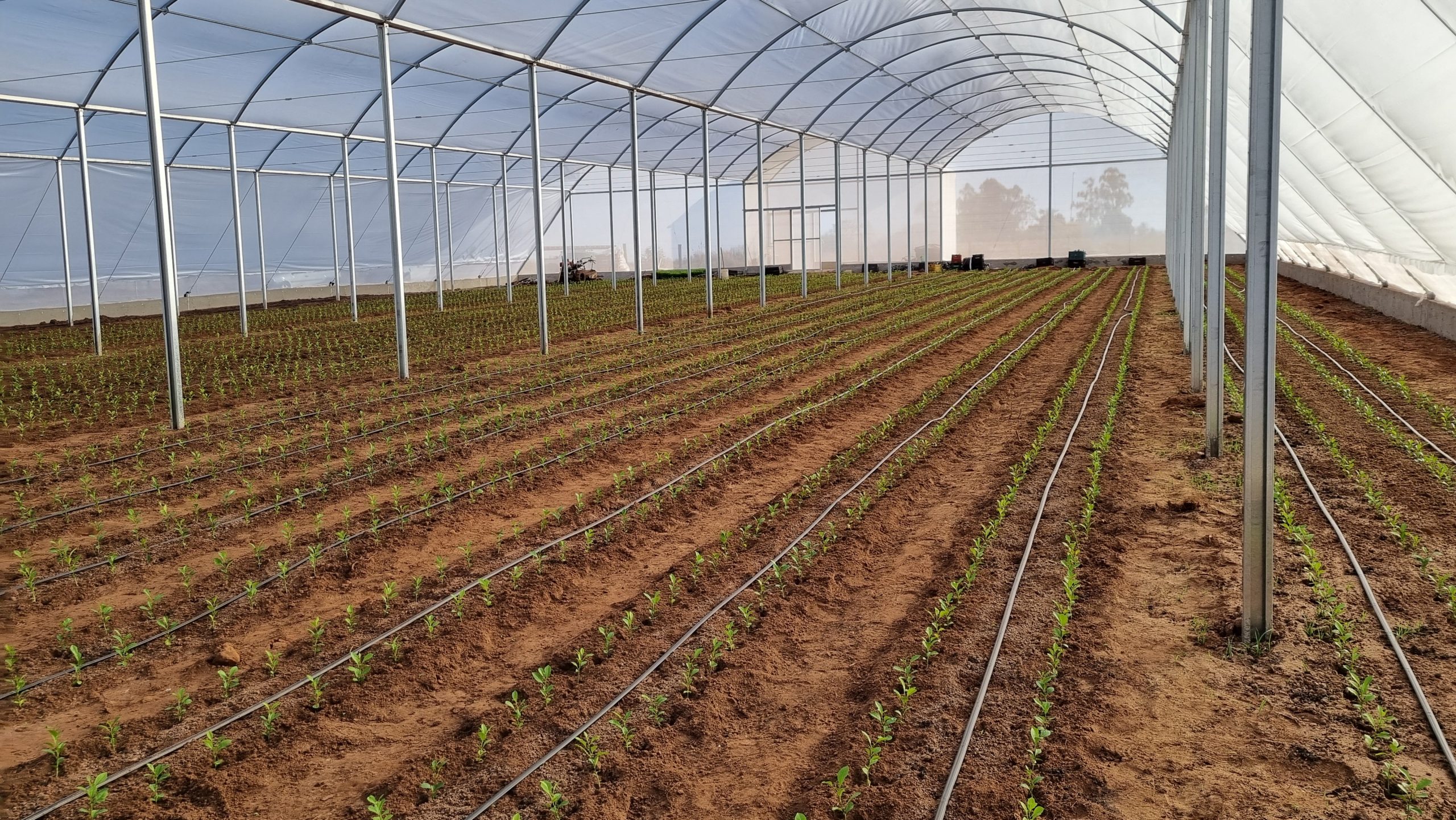 Como Prolongar a Vida Útil da Sua Estufa