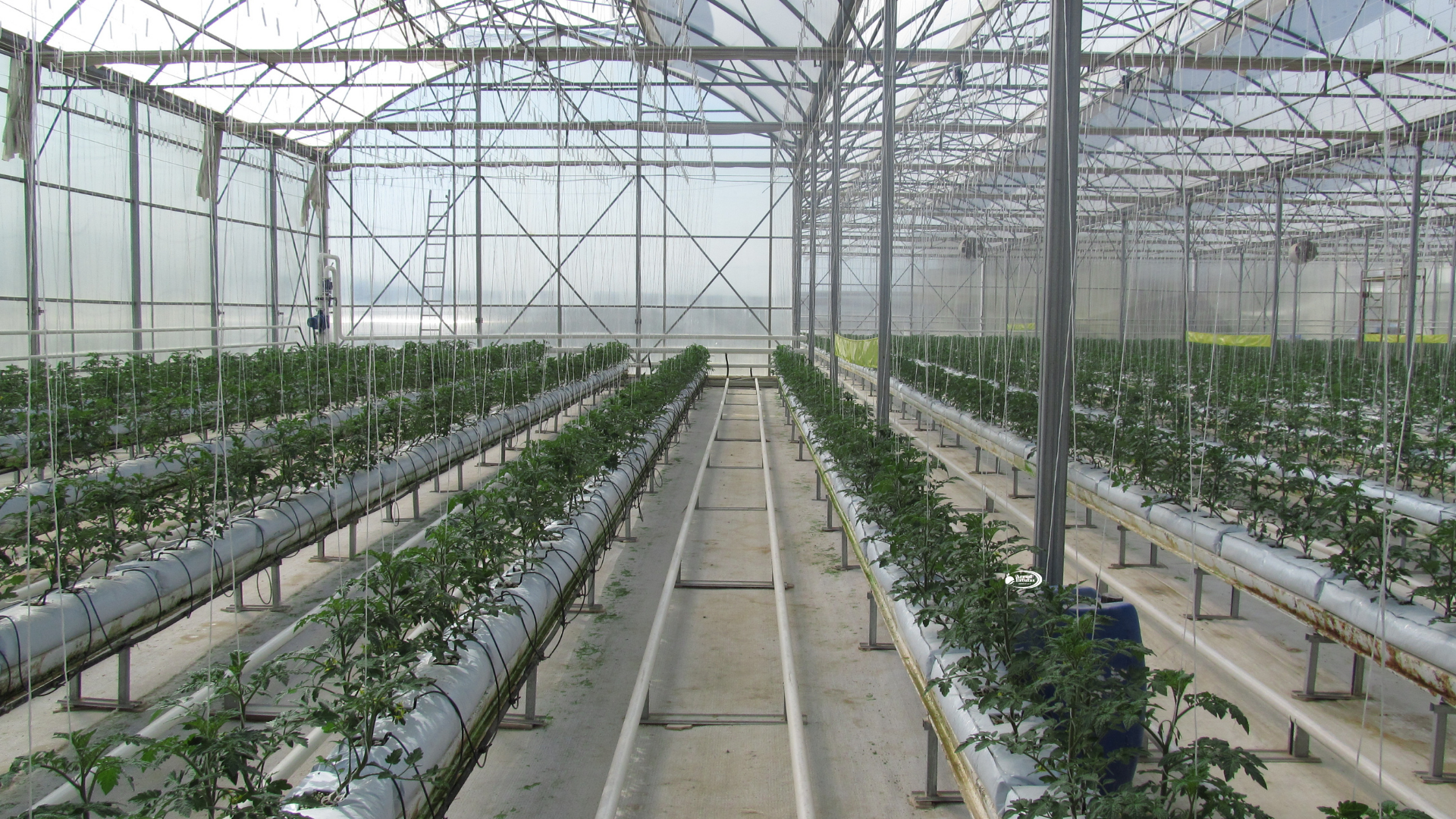 Cultivos Exóticos que Podem Ser Feitos em Estufas