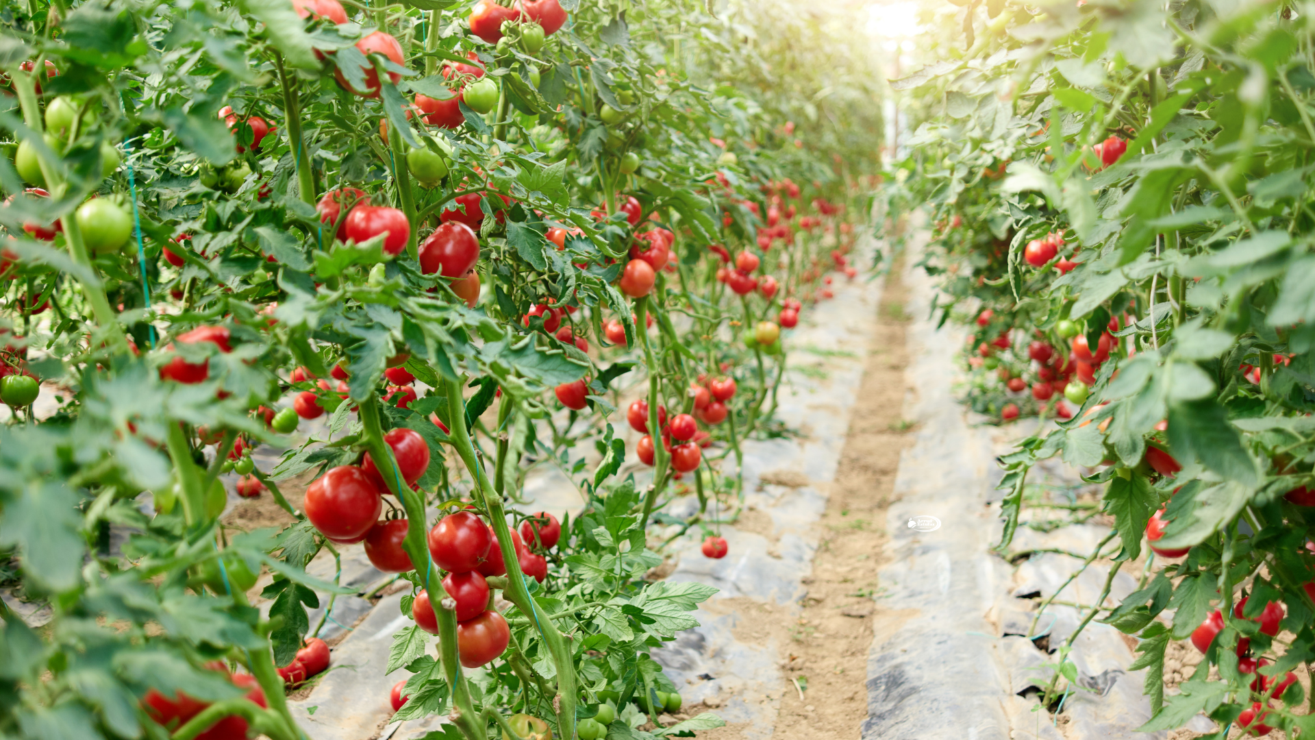 Estufas para Cultivo de Tomates – Técnicas e Recomendações