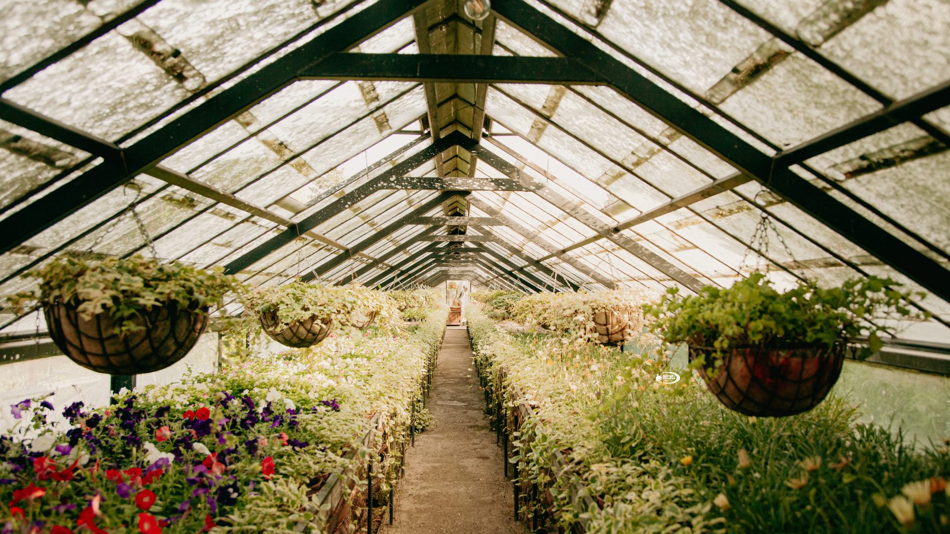 Cultivos Alternativos em Estufas: Flores, Ervas Medicinais e Hortaliças Premium