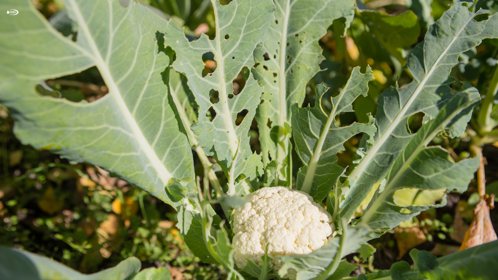 Controle de Pragas e Doenças em Ambientes Protegidos: Como a Estufa Atua na Sanidade das Culturas