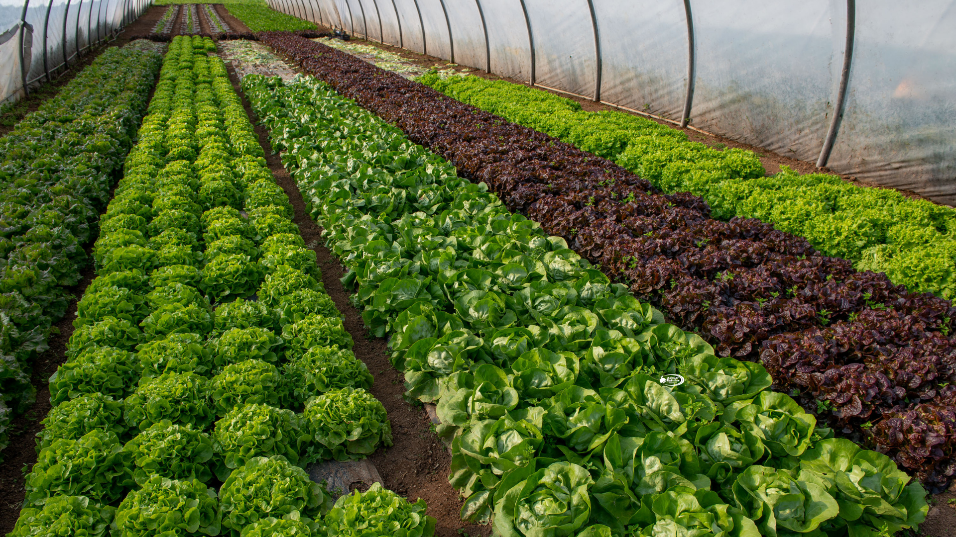 Estufas para Cultivo de Hortaliças – Vantagens e Cuidados