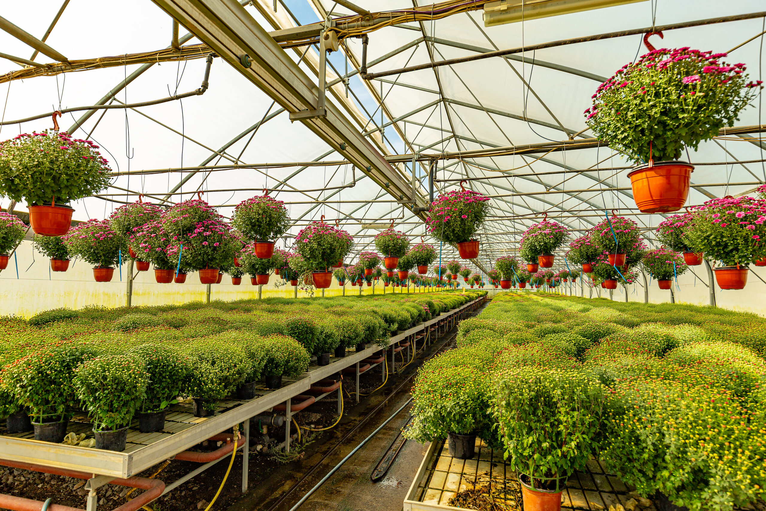 Estufa para Flores: Tela de Sombreamento, Estrutura e Manejo por Espécie