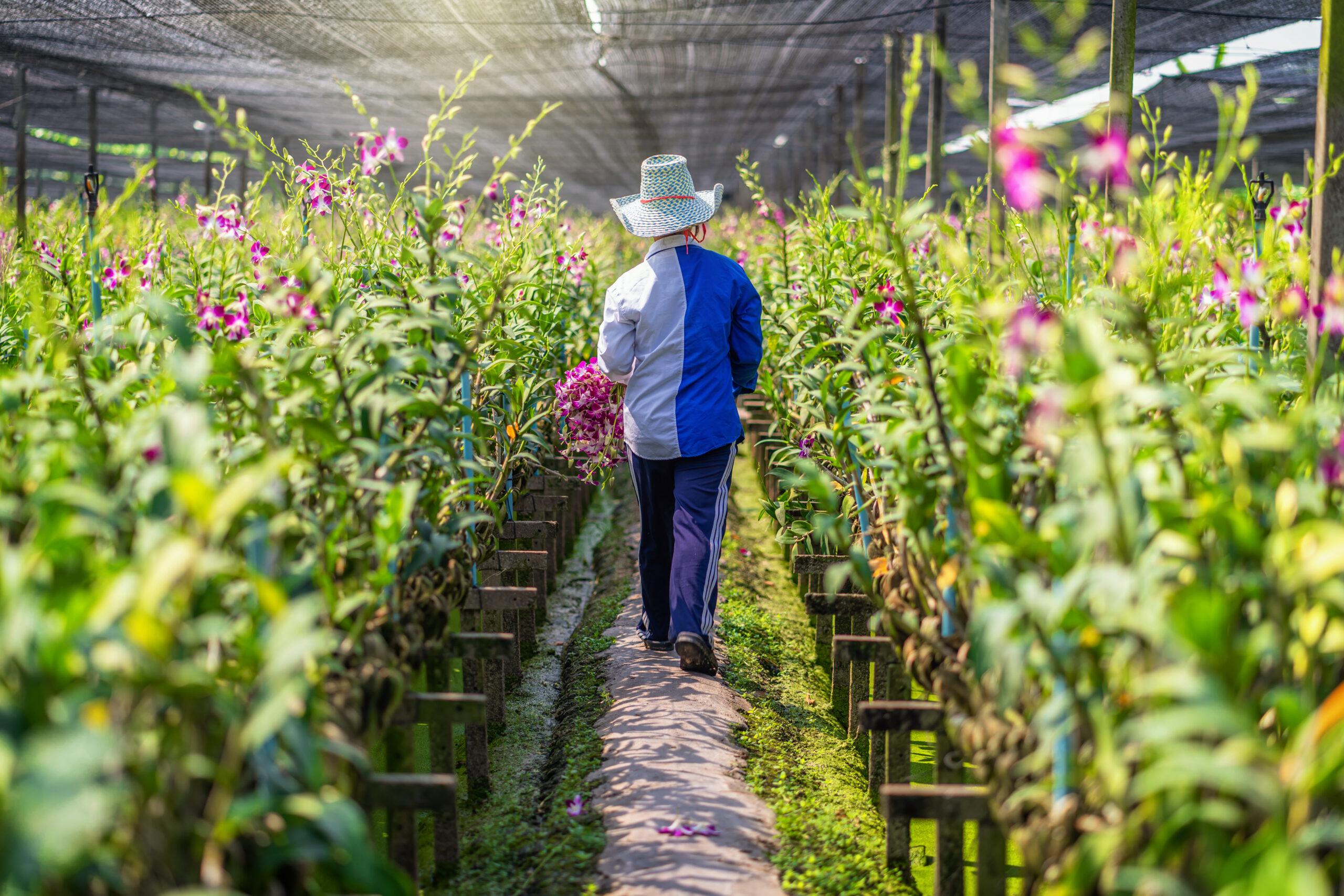 Floricultura protegida em estufa agr&iacute;cola Arrud'Estufas