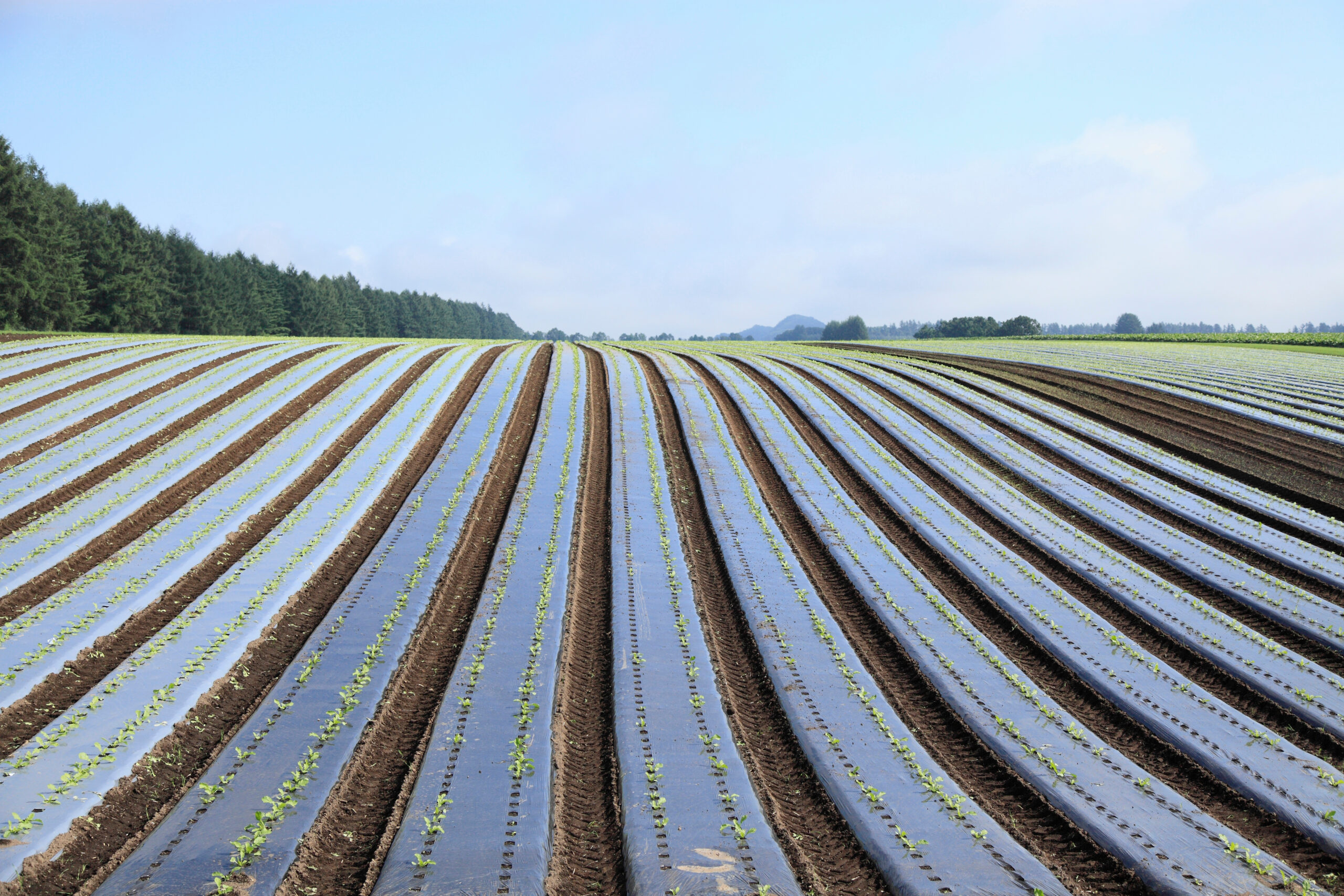 Mulching Agrícola: Qual Cor Usar por Cultura, Espessura Certa e Quando Compensa