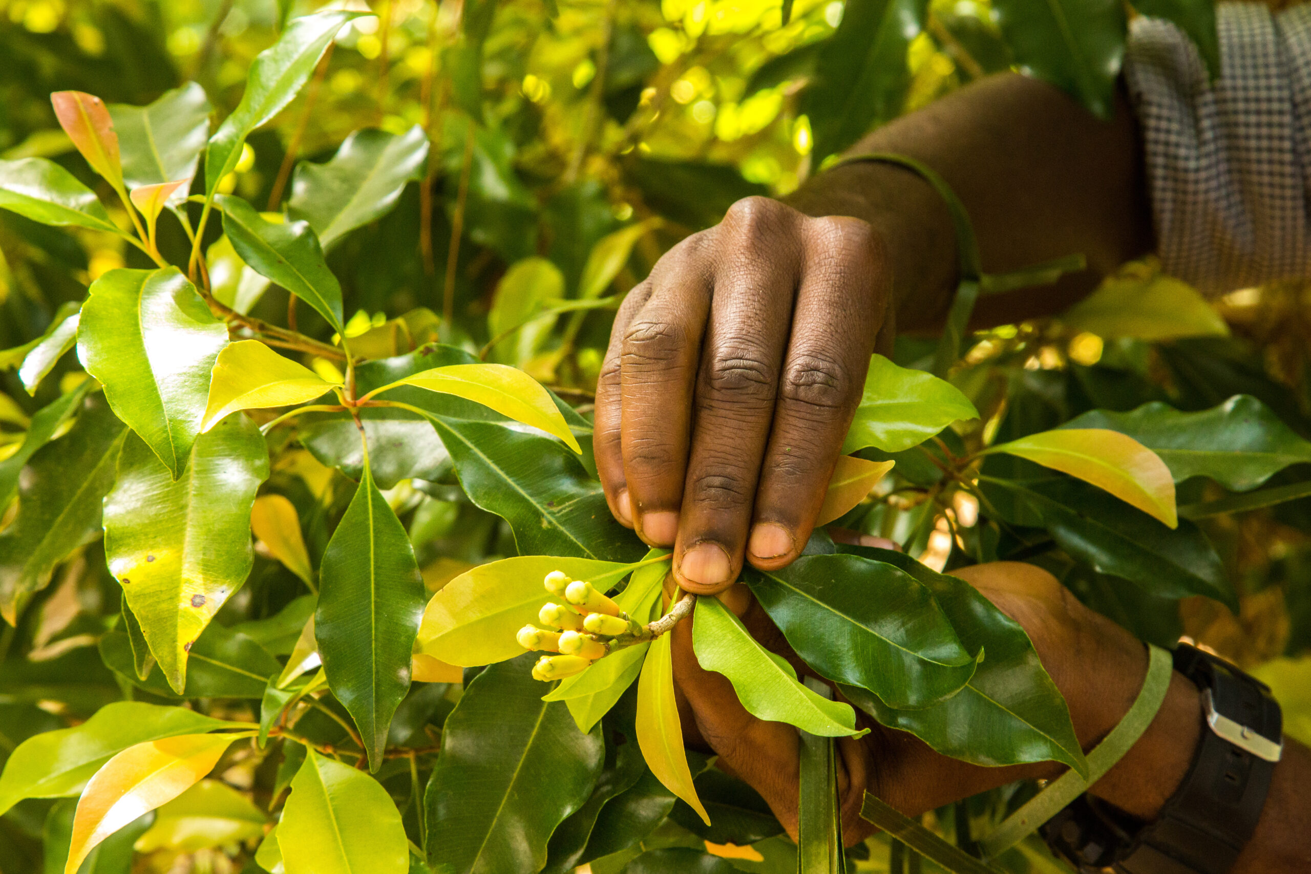 Botões florais de cravo-da-índia — o ferrão — no ponto ideal de colheita